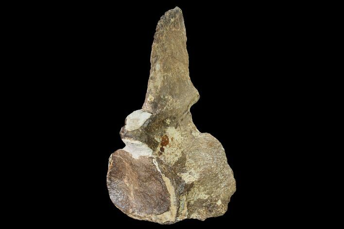 Fossil Plesiosaur (Thililua?) Cervical Vertebra - Asfla, Morocco #166010